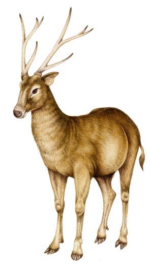 Pere David deer Elaphurus davidianus natural history illustration by Lizzie Harper
