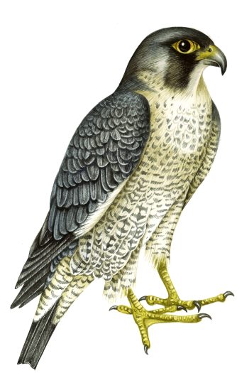 Peregrine falcon Falco peregrinus natural history illustration by Lizzie Harper