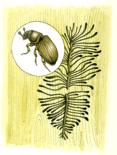 Bark beetle natural history illustration by Lizzie Harper