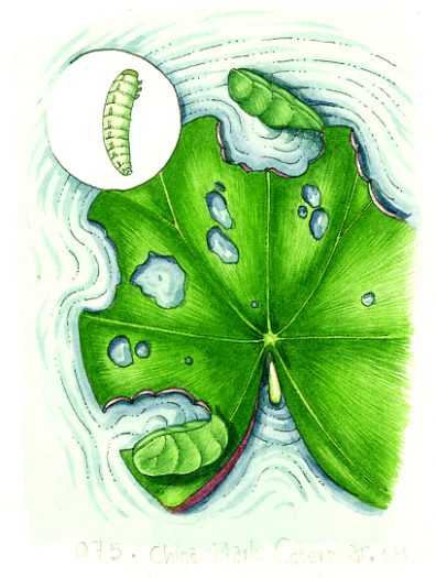 China mark moth damage natural history illustration by Lizzie Harper
