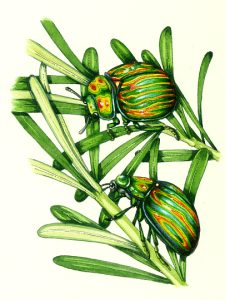 Rosemary beetle natural history illustration by Lizzie Harper