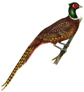 Pheasant Phasianus colchicus natural history illustration by Lizzie Harper