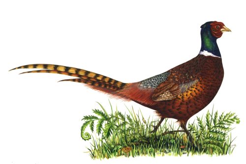 Pheasant Phasianus colchicus natural history illustration by Lizzie Harper