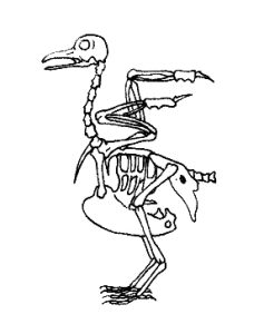 Pigeon Columba livia skeleton natural history illustration by Lizzie Harper