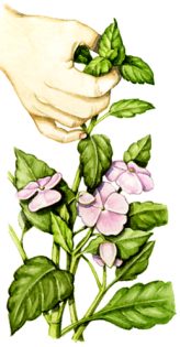 Pinching out a Busy Lizzie