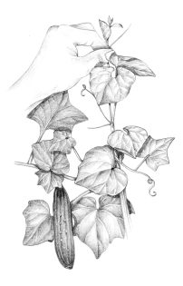 Pinching out growth tips to encourage growth