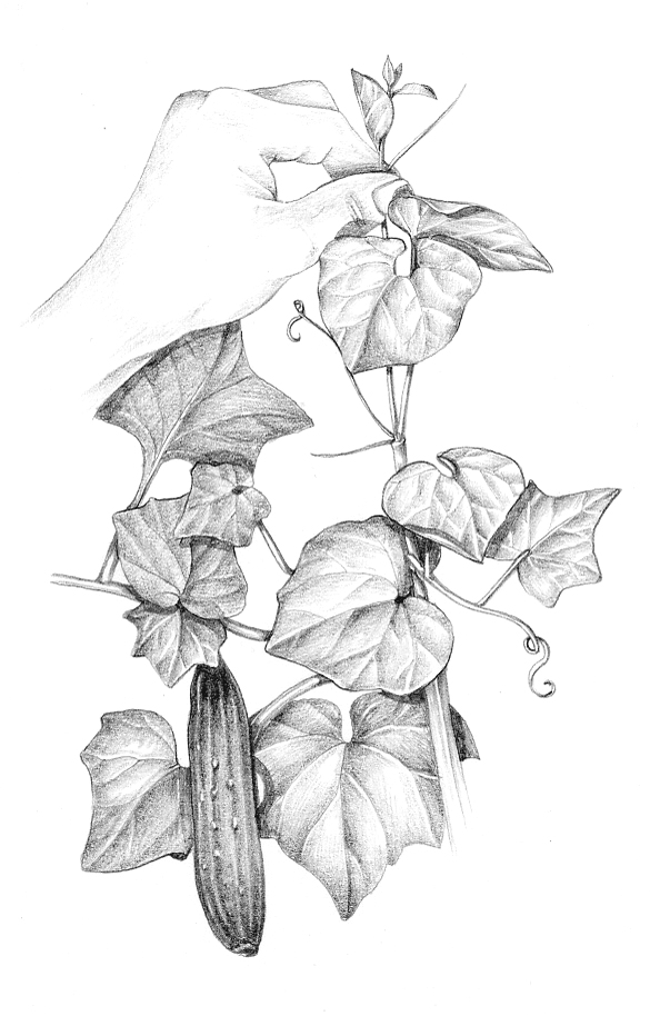 Vegetable Garden Problem Solver