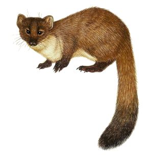 Pine marten Martes martes