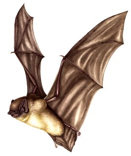 Pipistrelle Pipistrellus pipistrellus 2