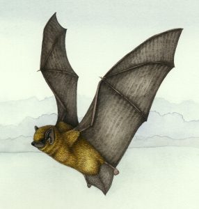 Pipistrelle Pipistrellus pipistrellus natural history illustration by Lizzie Harper