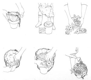 Establishing a hanging basket natural history illustration by Lizzie Harper