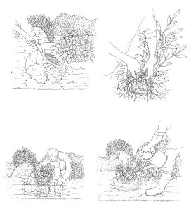 Planting a shrub in a border natural history illustration by Lizzie Harper