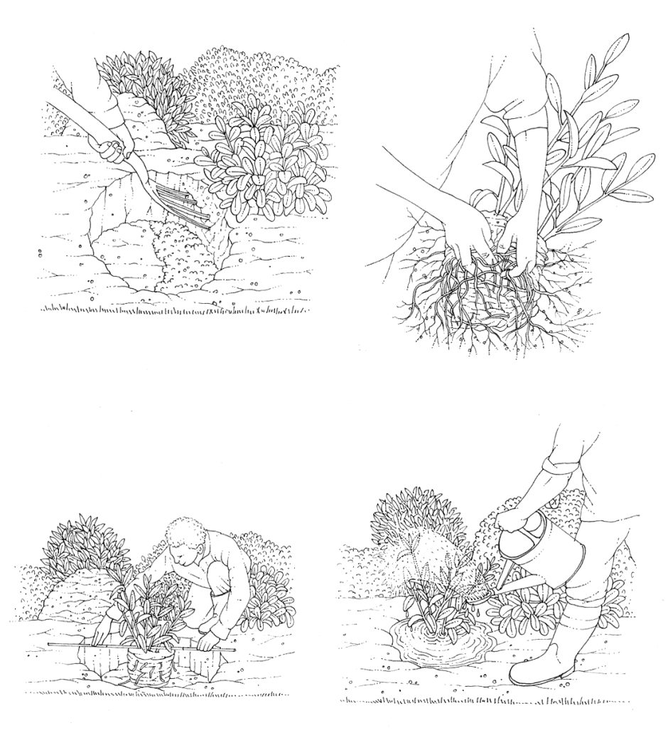 Planting a shrub in a border - Lizzie Harper