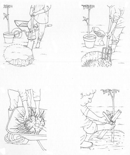 Planting a tree natural history illustration by Lizzie Harper