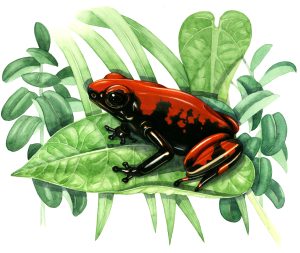 Hot rod Strawberry dart frog Oophaga pumilio