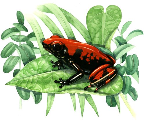 Strawberry hot rod posion dar arrow frog natural history illustration by Lizzie Harper