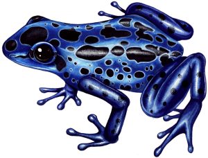 Posion dart arrow frog natural history illustration by Lizzie Harper