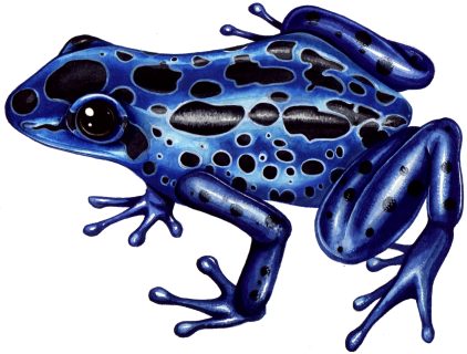 Amazon poison dart frog Dendrobates azureus - Lizzie Harper