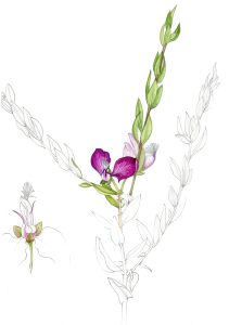Polygala fruticosa sweet pea shrub botanical illustration sketchbook style natural history illustration by Lizzie Harper