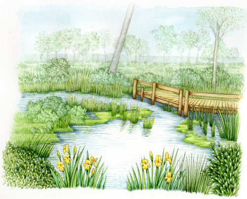 View of pond with raised walkway natural history illustration by Lizzie Harper