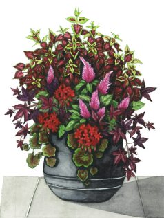 Plants with red foliage in a pot
