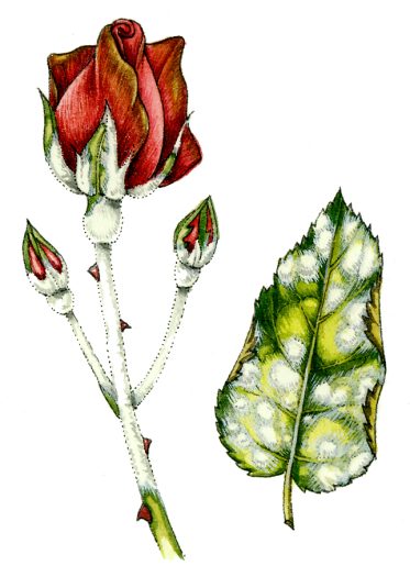 Powdery mildew natural history illustration by Lizzie Harper
