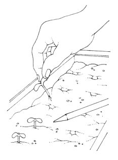 Pricking out seedlings 2