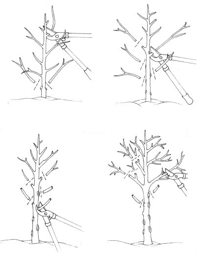 Making a single stem tree natural history illustration by Lizzie Harper