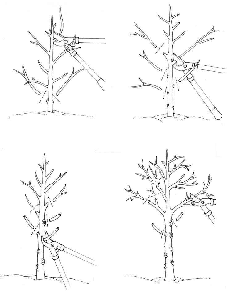 producing-a-single-stem-tree-lizzie-harper