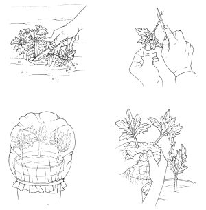 Propagating perennials from basal cuttings