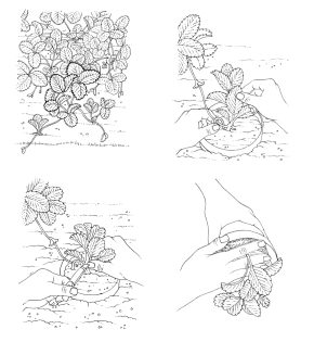 Propagating strawberries