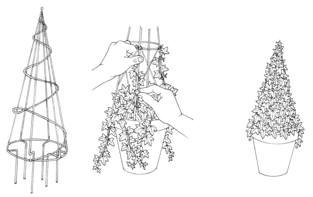Pruning a topiary pyramid Lizzie Harper