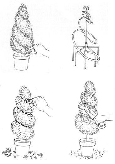 Topiary spiral pruning natural history illustration by Lizzie Harper