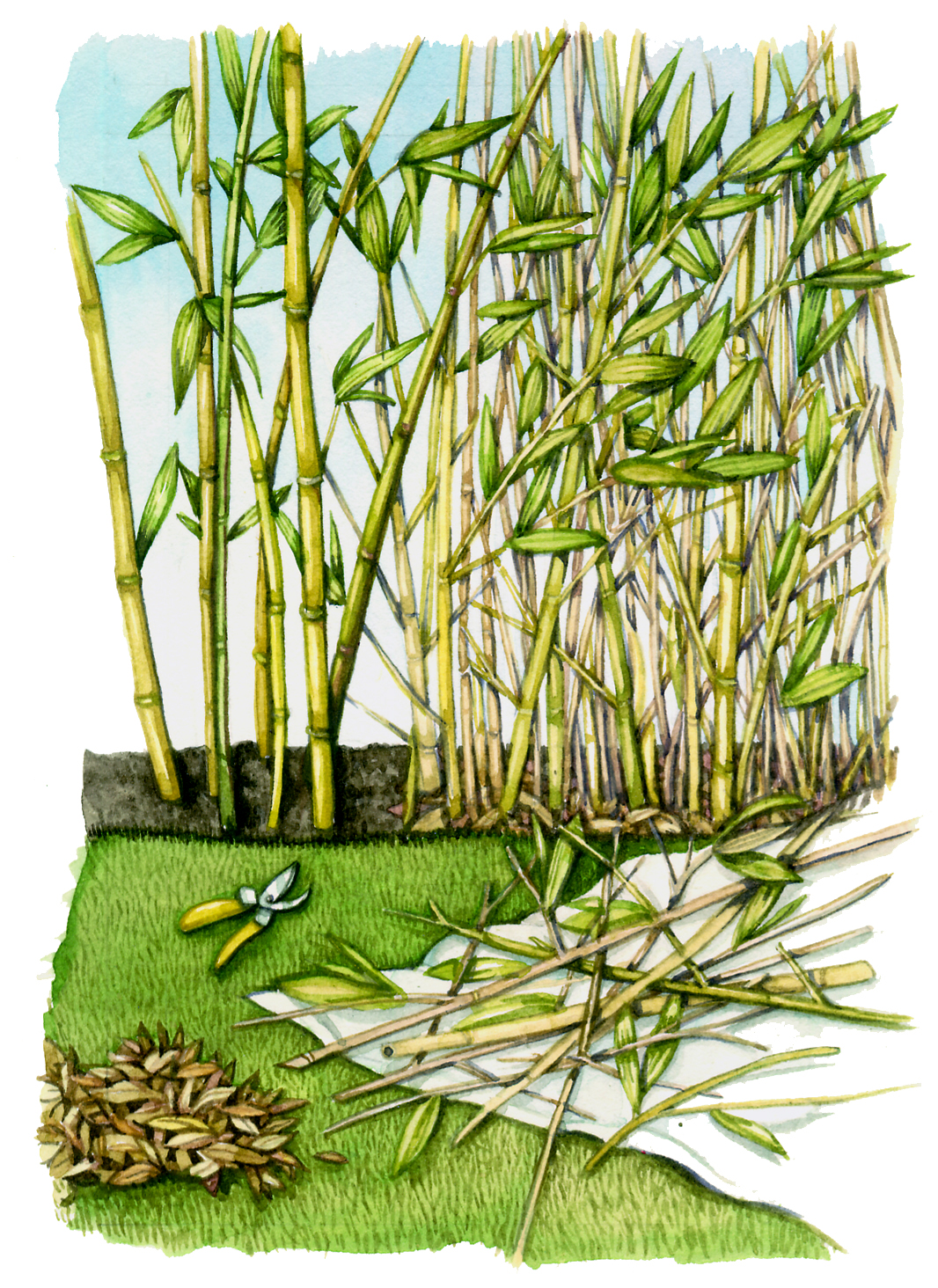 Pruning bamboo Lizzie Harper