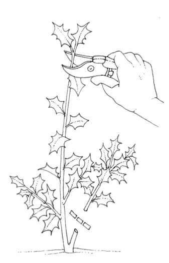Pruning holly natural history illustration by Lizzie Harper