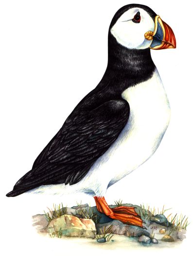 Puffin Fratercula arctica natural history illustration by Lizzie Harper