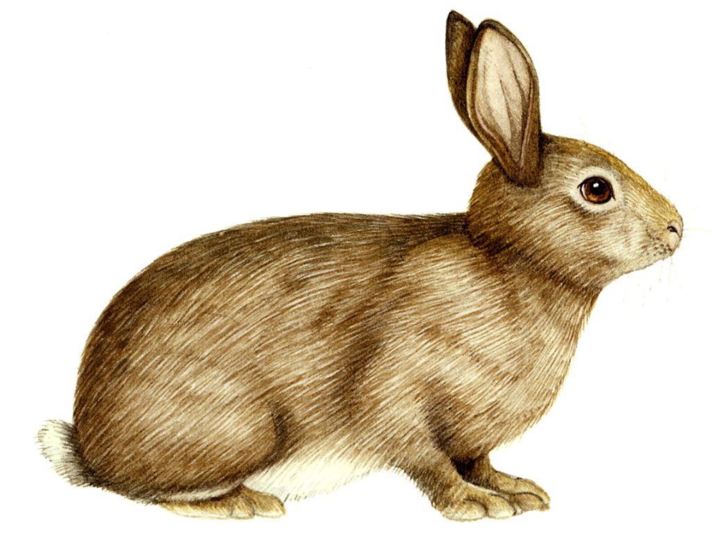 Rabbit Oryctolagus cuniculus natural history illustration by Lizzie Harper