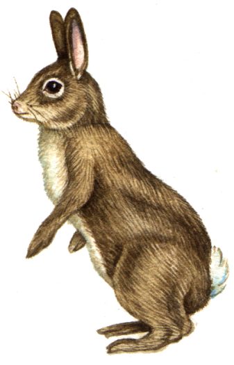Rabbit Oryctolagus cuniculus natural history illustration by Lizzie Harper