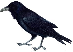 Raven Corvus corax natural history illustration by Lizzie Harper