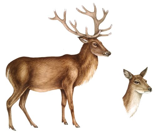 Red deer Cervus elaphus natural history illustration by Lizzie Harper