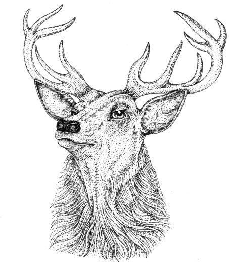Red deer Cervus elaphus natural history illustration by Lizzie Harper