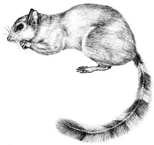 Red legged sun squirrel natural history illustration by Lizzie Harper