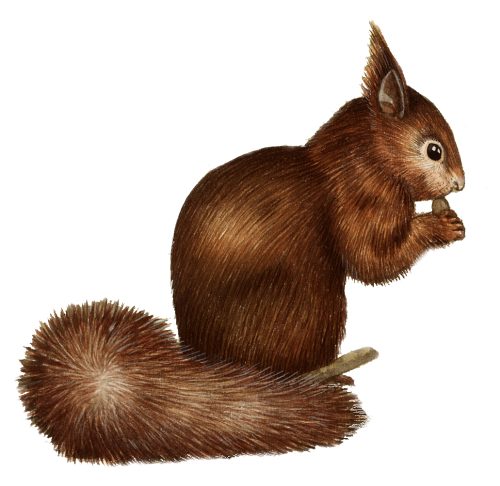 Red squirrel Sciurus vulgaris natural history illustration by Lizzie Harper