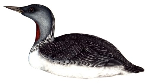 Red throated Diver Gavia stellata natural history illustration by Lizzie Harper