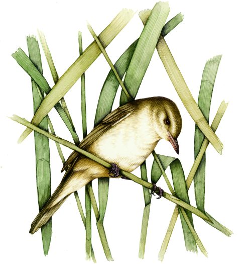 Reed warbler Acrocephalus scirpaceus natural history illustration by Lizzie Harper