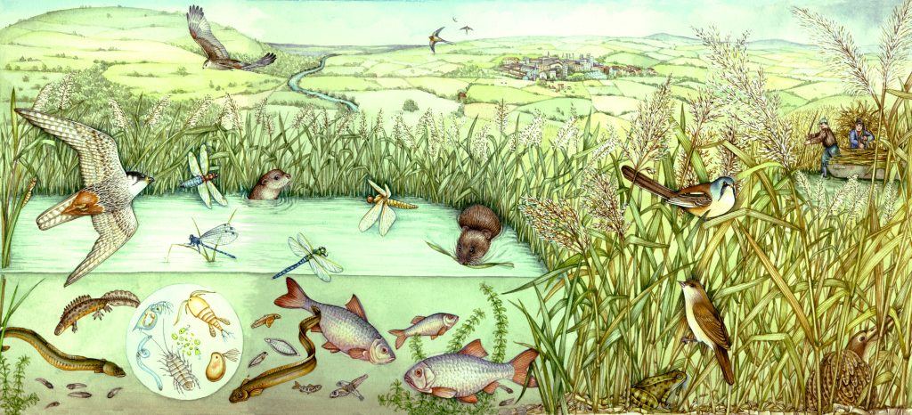 Reed bed landscape and cross section natural history illustration by Lizzie Harper
