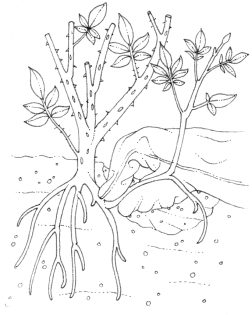 Removing rose suckers