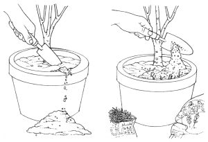 Compost replacement in a plant pot natural history illustration by Lizzie Harper