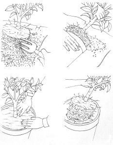 Re potting a shrub or bush natural history illustration by Lizzie Harper