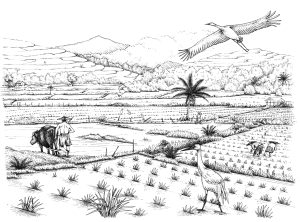 Rice paddy landscape natural history illustration by Lizzie Harper